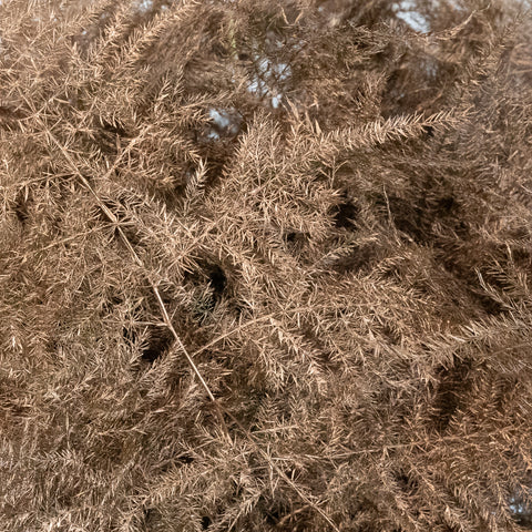 Amber Enhanced Plumosa Fern Greenery Close Up - Image