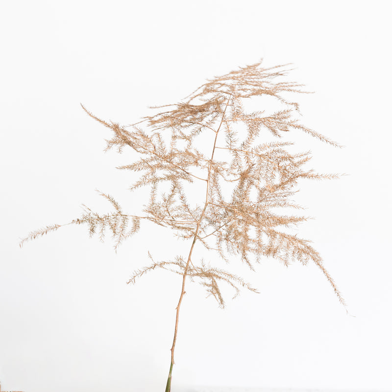 Amber Enhanced Plumosa Fern Greenery Stem - Image