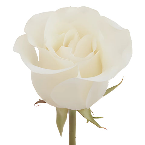 Amelia Creamy White Rose