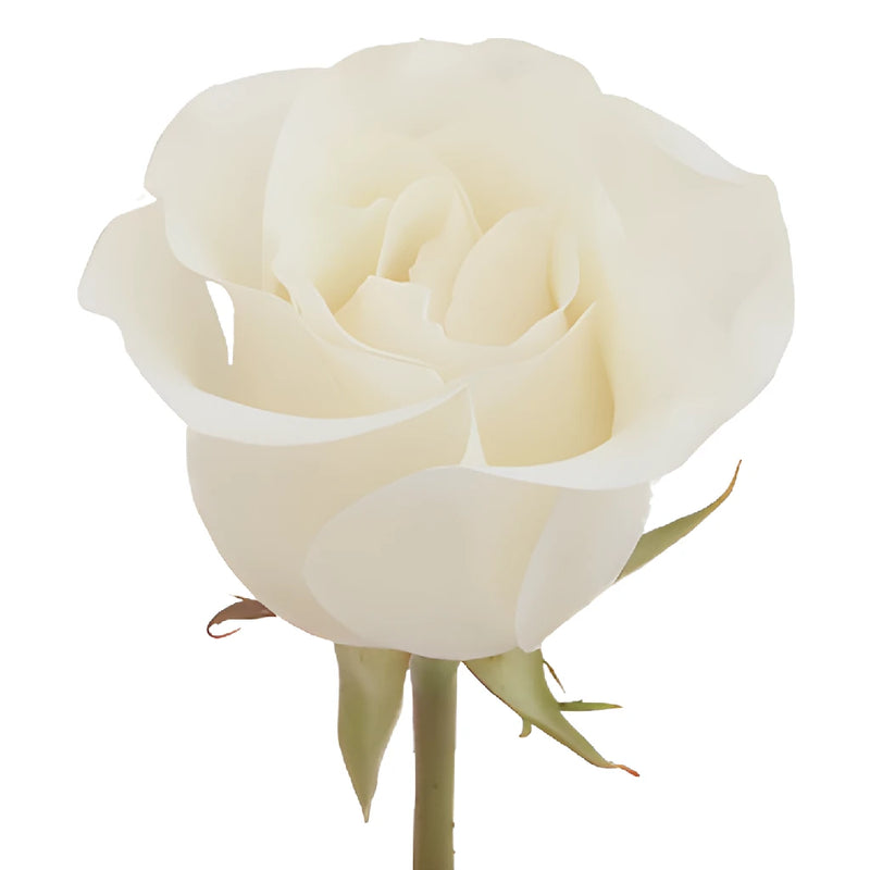 Amelia Creamy White Rose