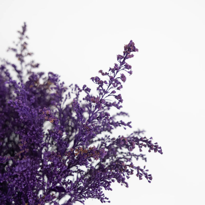 Amethyst Purple Tinted Solidago Flowers Close Up - Image