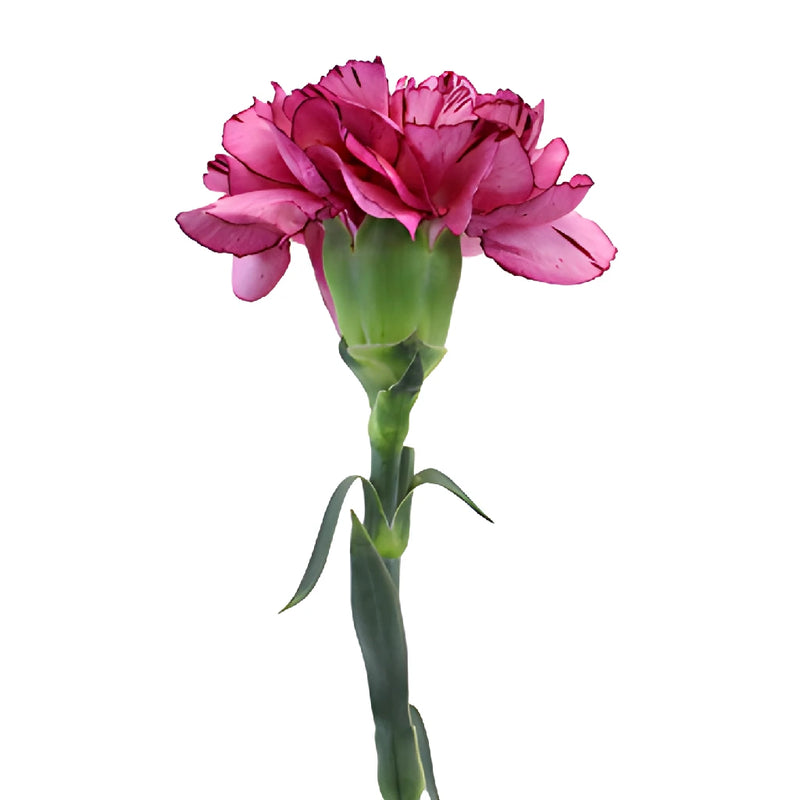 Amico Lavender Magenta Carnations side stem