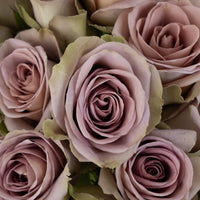 Amnesia Lavender Novelty Rose Close Up - Image