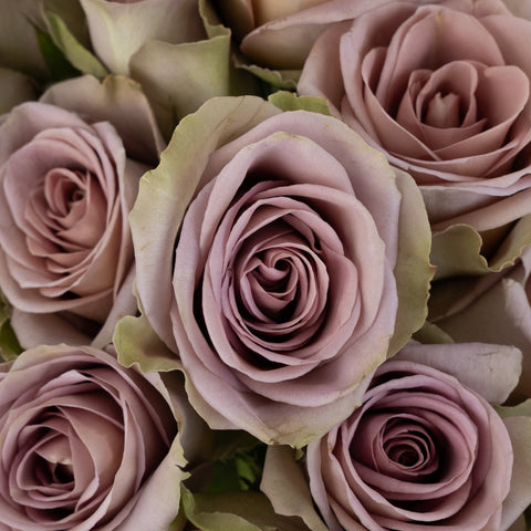 Amnesia Lavender Novelty Rose Close Up - Image