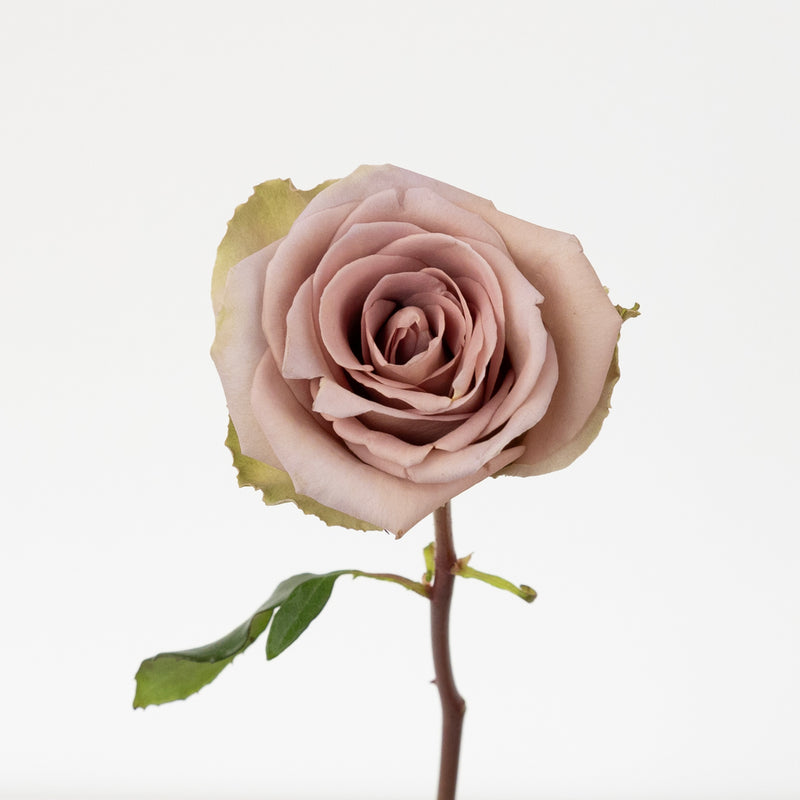 Amnesia Lavender Novelty Rose Stem - Image
