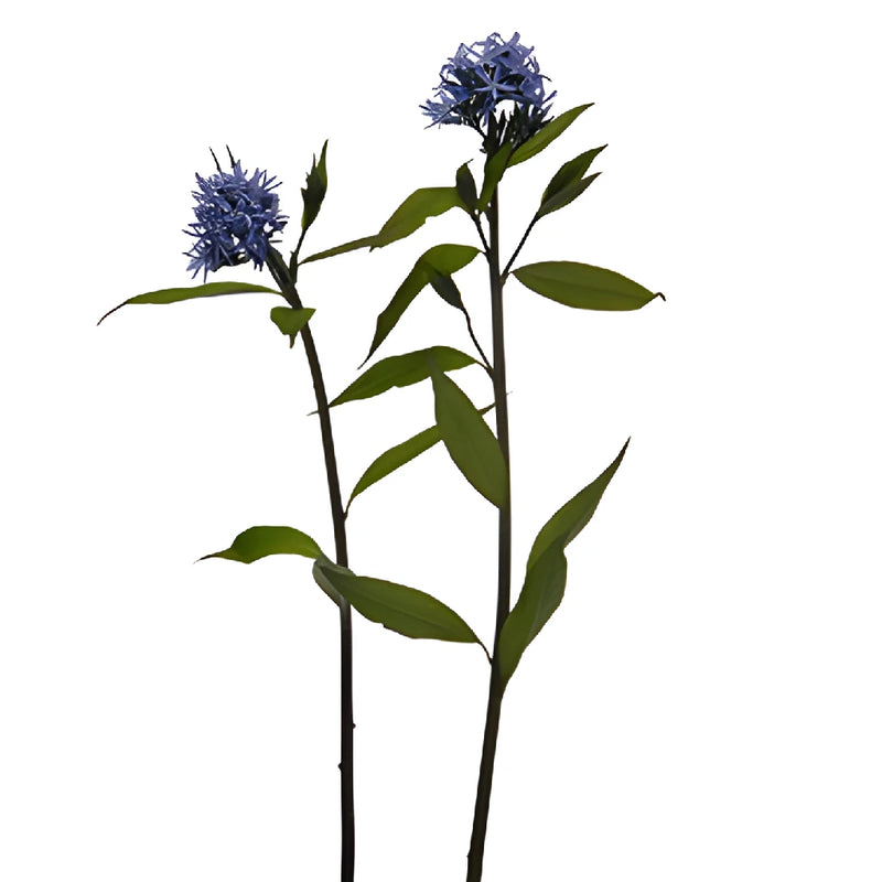 Night Sky Amsonia Blue Star Filler Flowers