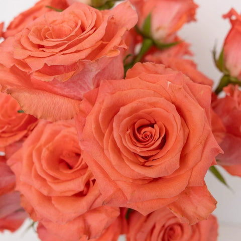 Amsterdam Hot Coral Pink Rose Close Up - Image