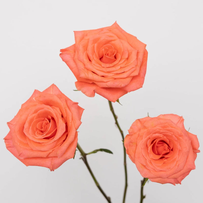 Amsterdam Hot Coral Pink Rose Stem - Image