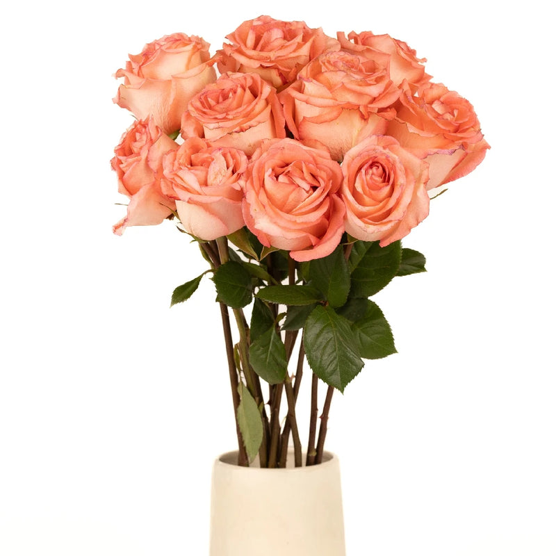 Amsterdam Hot Coral Pink Rose Vase - Image