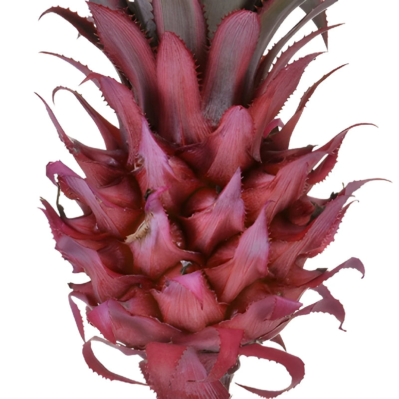 Mini Scarlet Pineapples