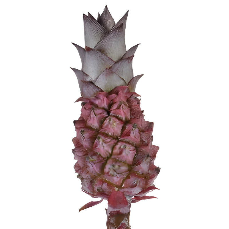 Mini Scarlet Pineapples