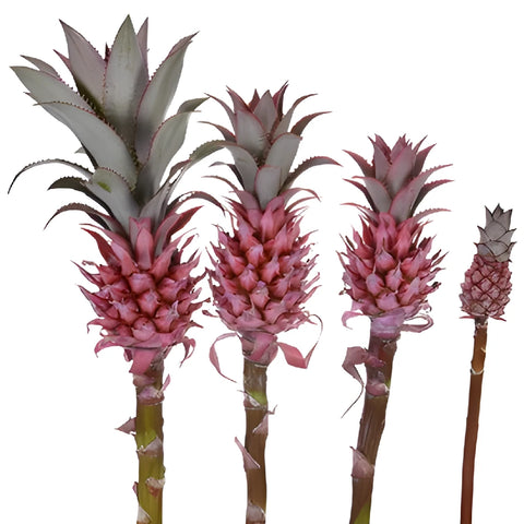 buy mini pineapple plant Buy Wholesale Mini Scarlet Pineapples in Bulk