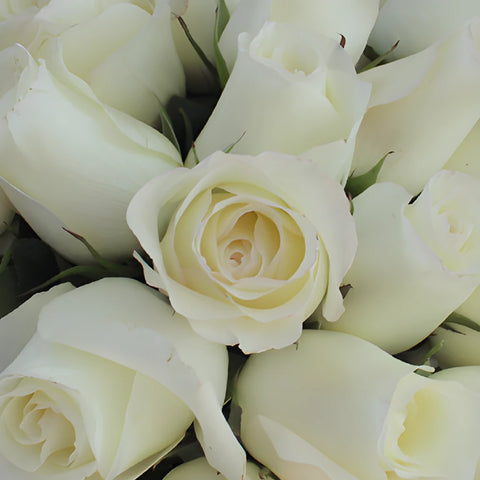 Anastasia White Rose