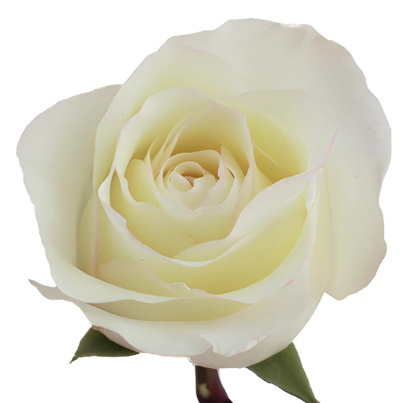 Anastasia White Rose