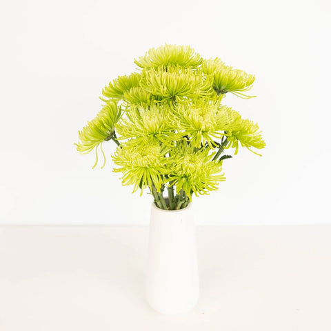 green spider mum plants Anastasia Green Spider Mum Flowers