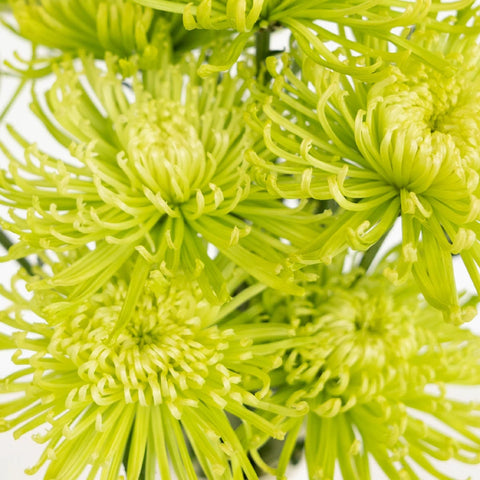 spider chrysanthemum plants Buy Wholesale Anastasia Green Spider Mum Flowers in Bulk