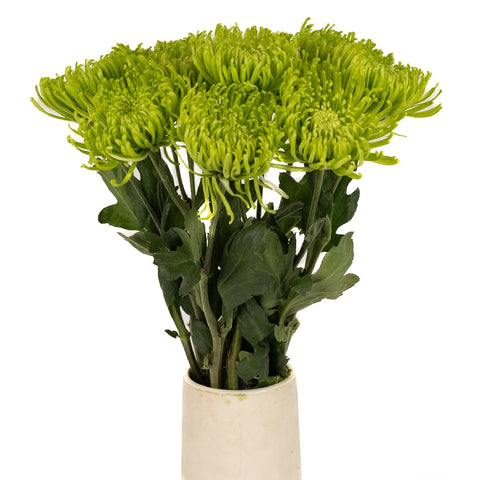 Anastasia Spider Green Flowers Vase - Image