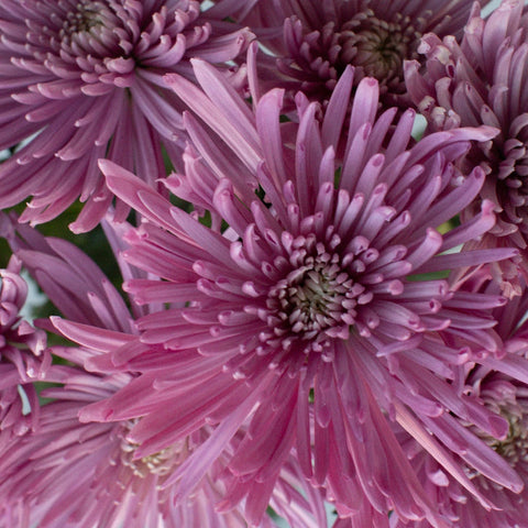 Anastasia Spider Millennial Pink Flowers Close Up - Image