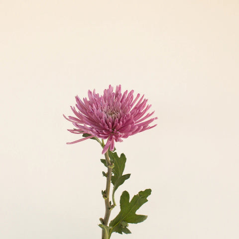 Anastasia Spider Millennial Pink Flowers Stem - Image