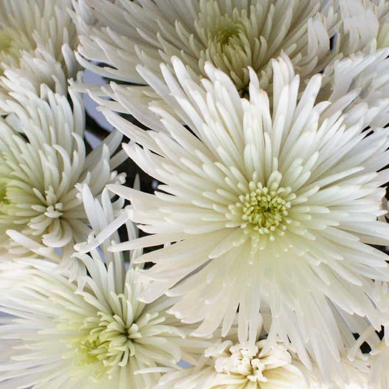 Anastasia Spider White Flowers Close Up - Image