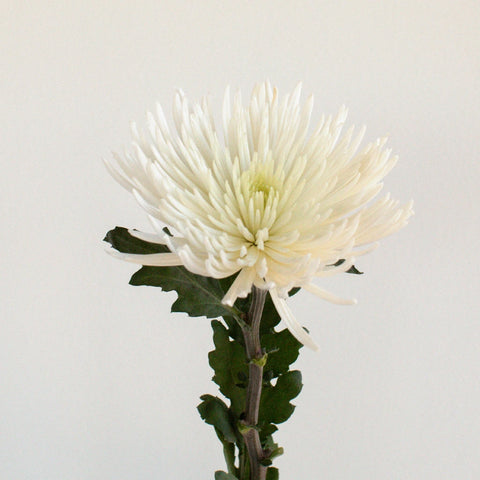 Anastasia Spider White Flowers Stem - Image