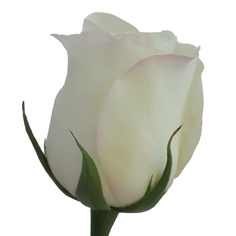 Anastasia White Rose