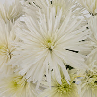 Anastasia White Spider Mum Flowers Close Up - Image