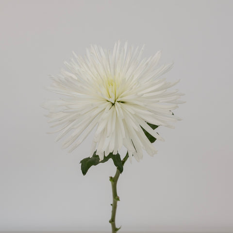 Anastasia White Spider Mum Flowers Stem - Image