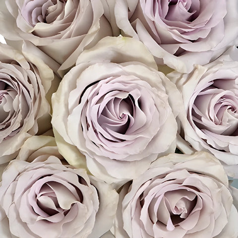 Slightly Silver Rose