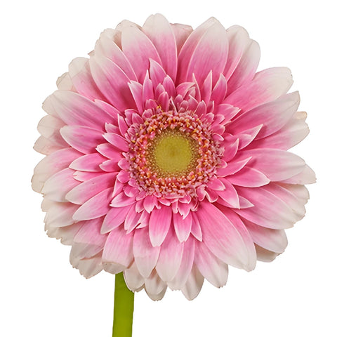 Pink Feather Mini Gerbera Daisies