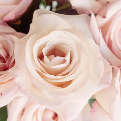 Anna Creamy Light Pink Rose Close Up - Image