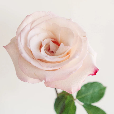 Anna Creamy Light Pink Rose Stem - Image