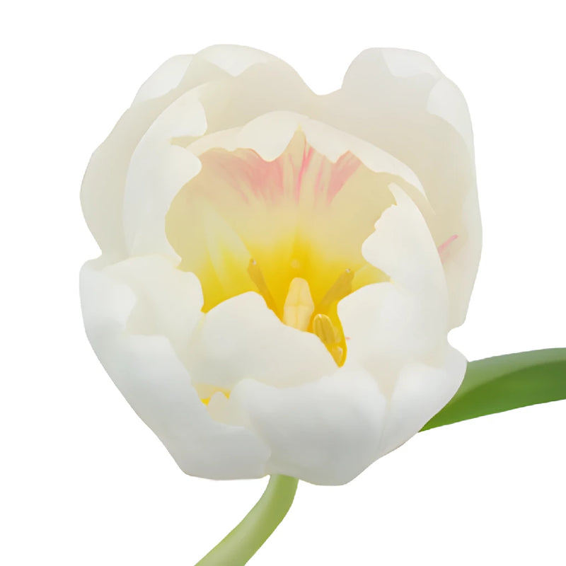 Russian White Fresh Tulips