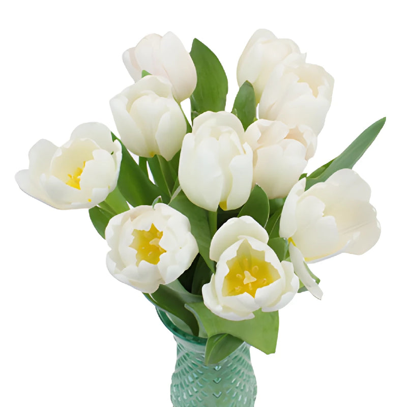 Russian White Fresh Tulips