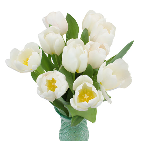 Russian White Fresh Tulips