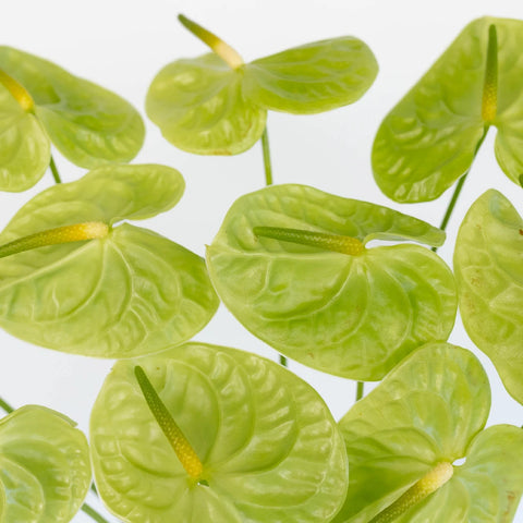 Anthurium Apple Green Tropical Flower Close Up - Image