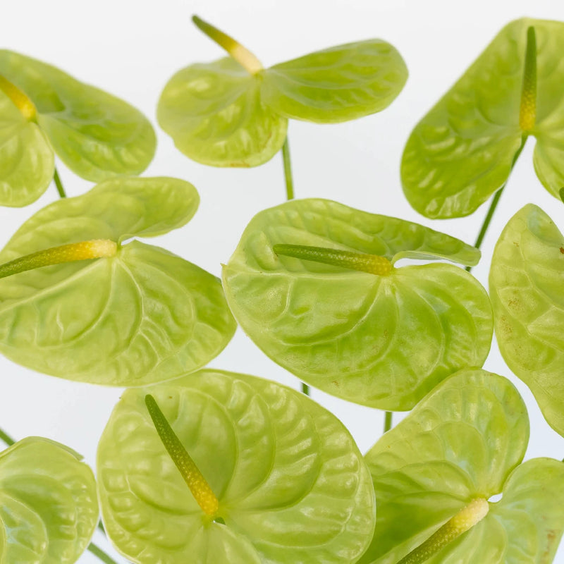 Anthurium Apple Green Tropical Flower Close Up - Image