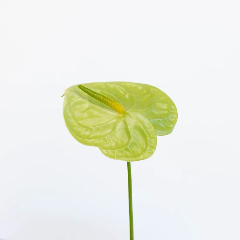 Anthurium Apple Green Tropical Flower Stem - Image