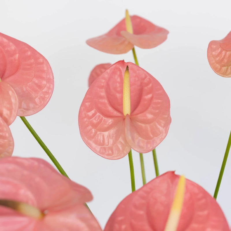 Anthurium Bubblegum Pink Tropical Flower Close Up - Image