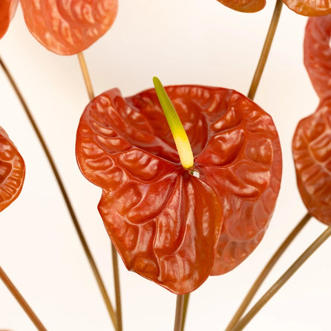 anthurium edible Buy Wholesale Anthurium Cocoa Tropical Flower in Bulk