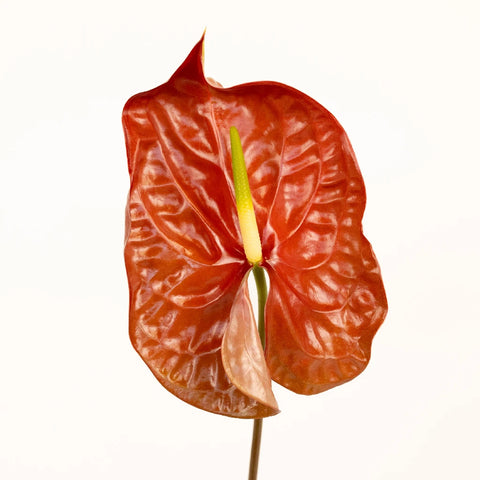 Anthurium Cocoa Tropical Flower Close Up - Image