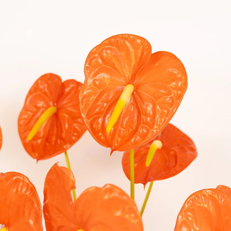 Anthurium Coral Dream Tropical Flower Close Up - Image