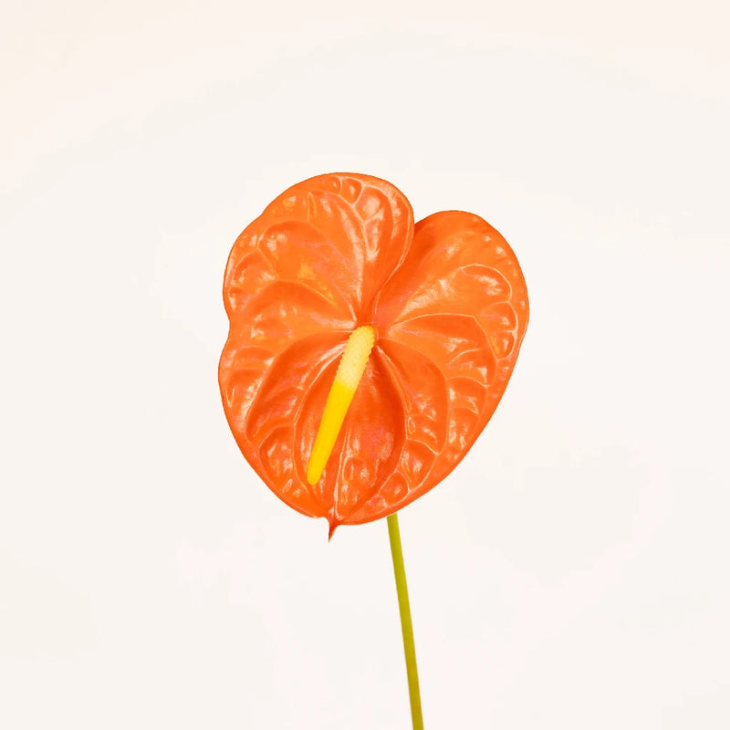 Anthurium Coral Dream Tropical Flower Stem - Image