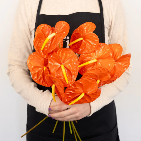 Anthurium Coral Dream Tropical Flower - Image