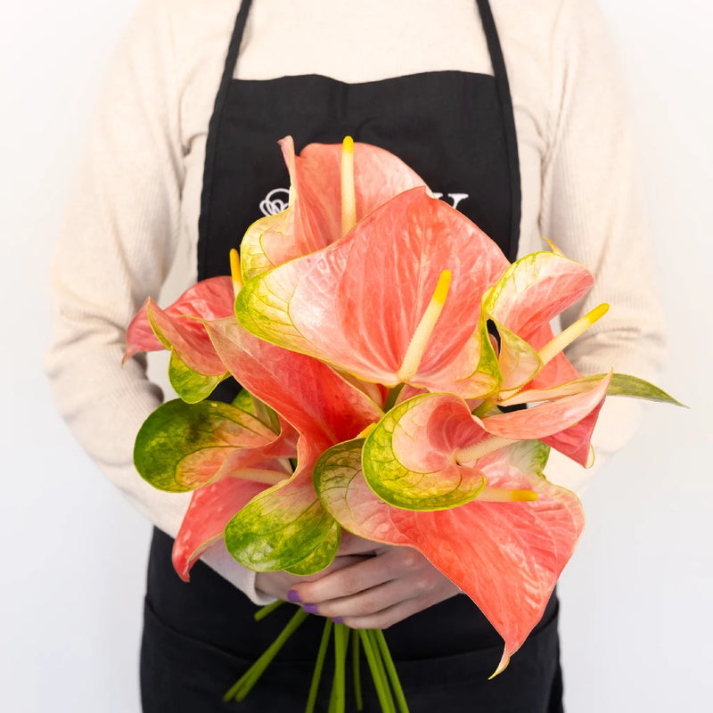 Anthurium Energetic Pink Obake Flower Apron - Image