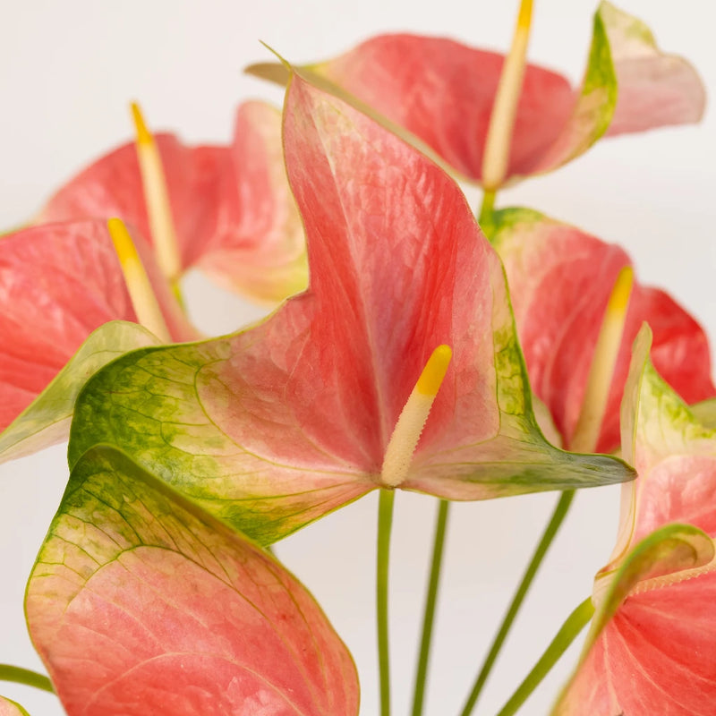 Anthurium Energetic Pink Obake Flower Close Up - Image
