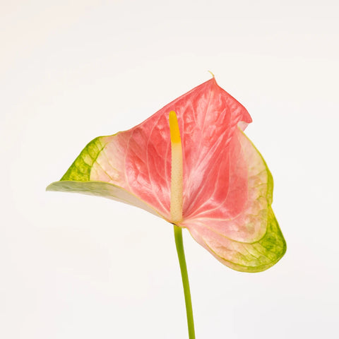 Anthurium Energetic Pink Obake Flower Stem - Image