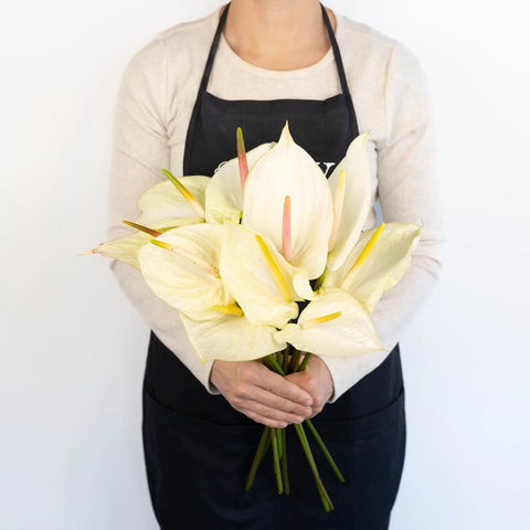 Anthurium Fair Maiden Tropical Flower Apron - Image