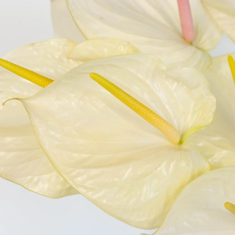 Anthurium Fair Maiden Tropical Flower Close Up - Image