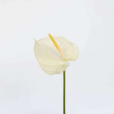 Anthurium Fair Maiden Tropical Flower Stem - Image